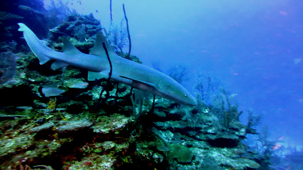 Underwater photograph by Joel Bergsma