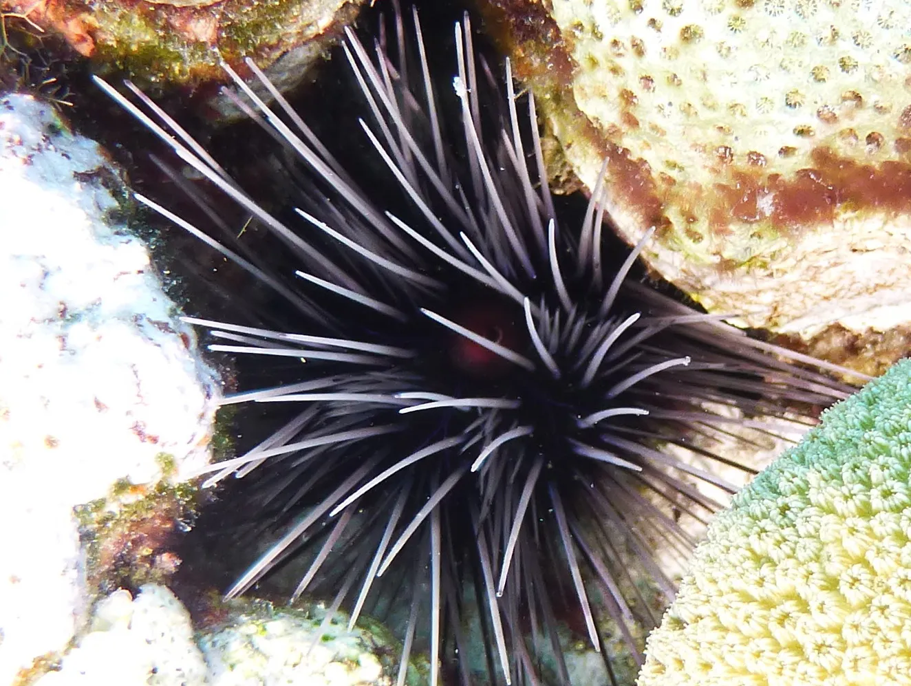 Urchin, Bonaire, 2013