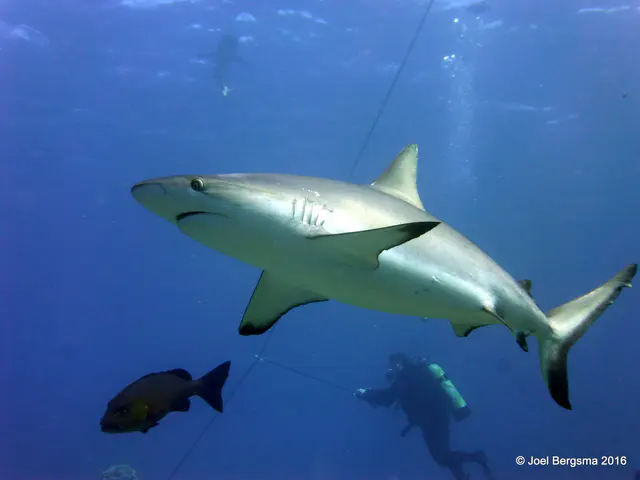 Underwater photograph by Joel Bergsma