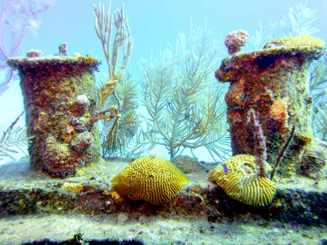 Underwater photograph by Joel Bergsma