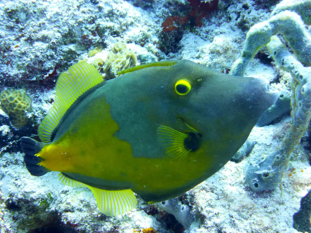Underwater photograph by Joel Bergsma