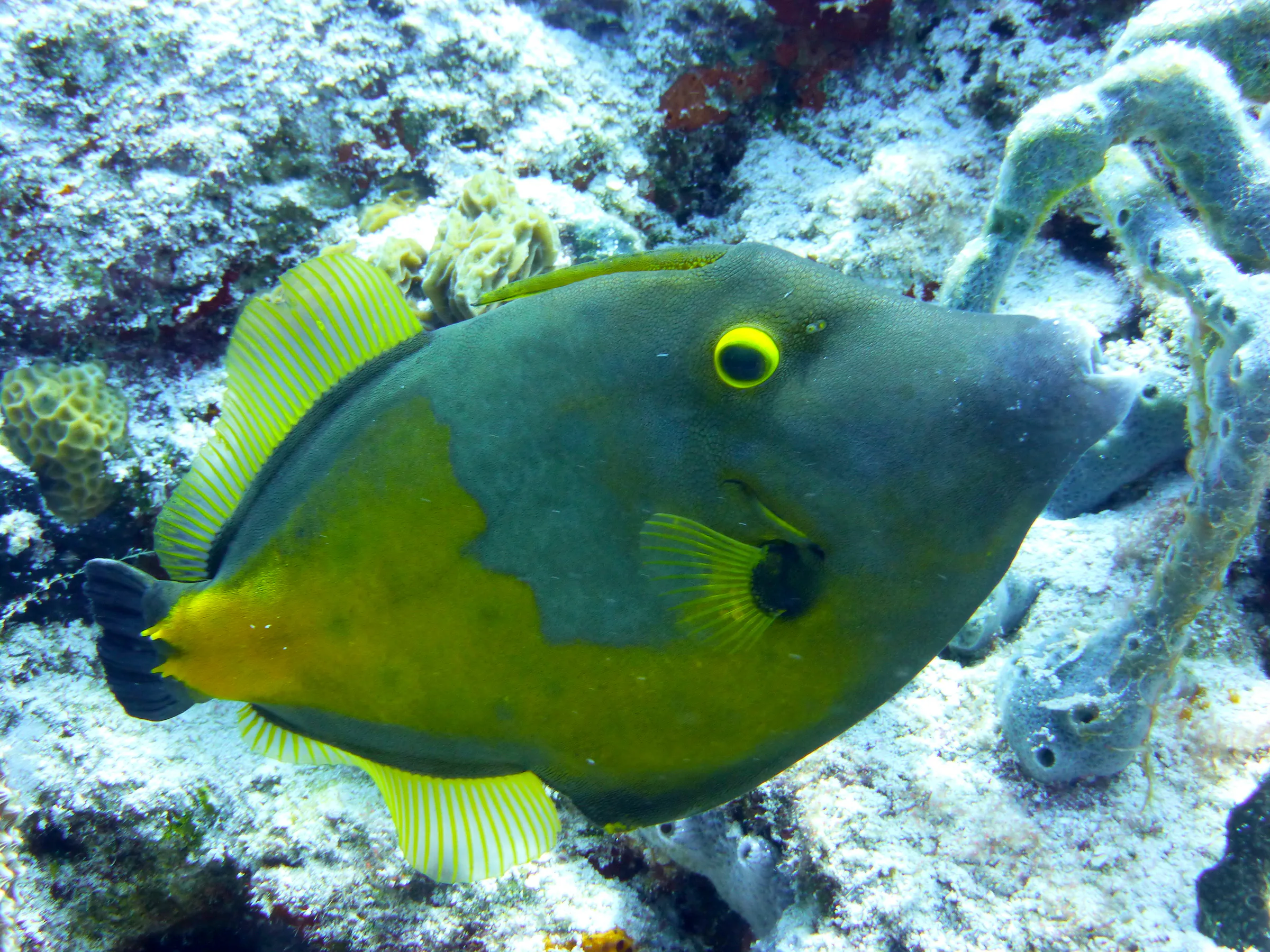 Unicornfish, Cozumel, 2014