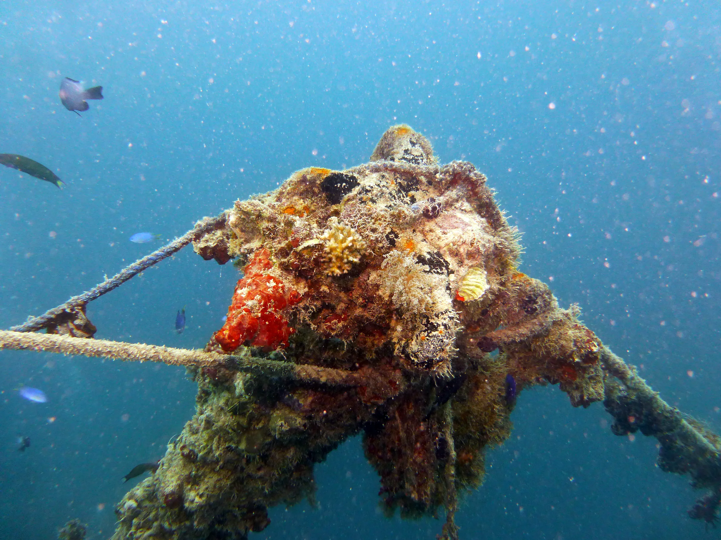 Palau underwater photograph, 2013