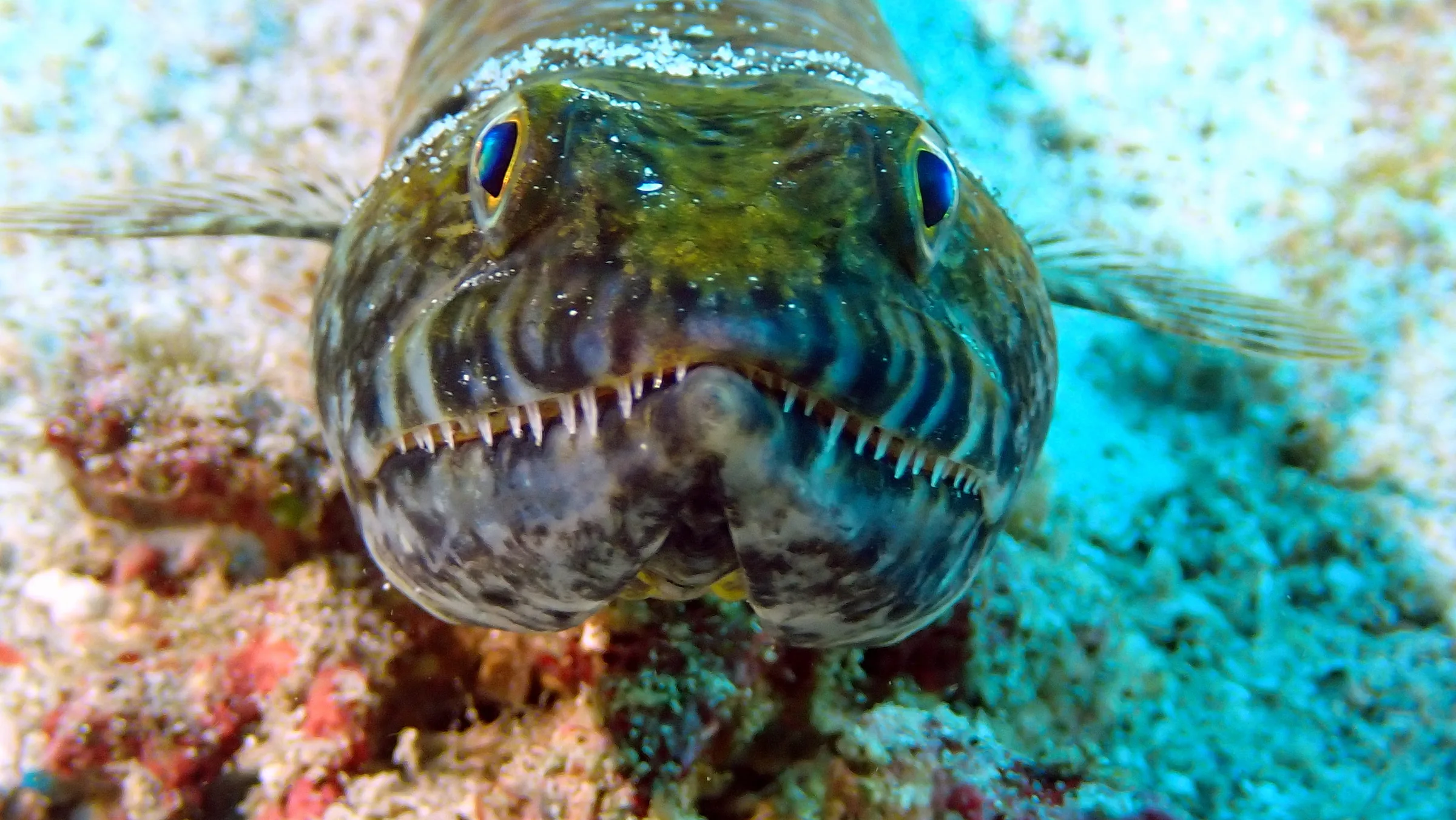 Philippines underwater photograph, 2024
