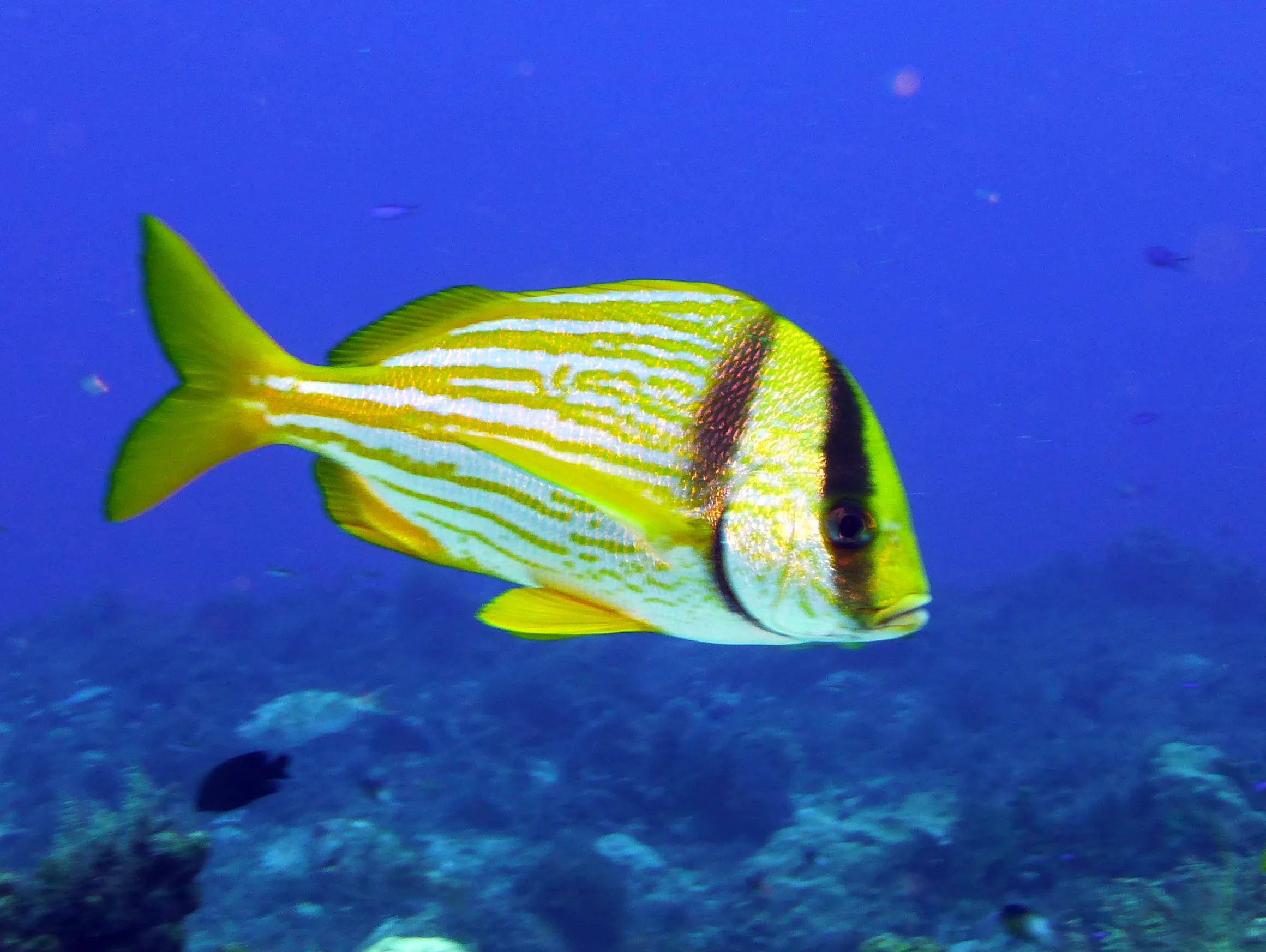 Cozumel underwater photograph, 2013