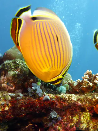 Underwater photograph by Joel Bergsma
