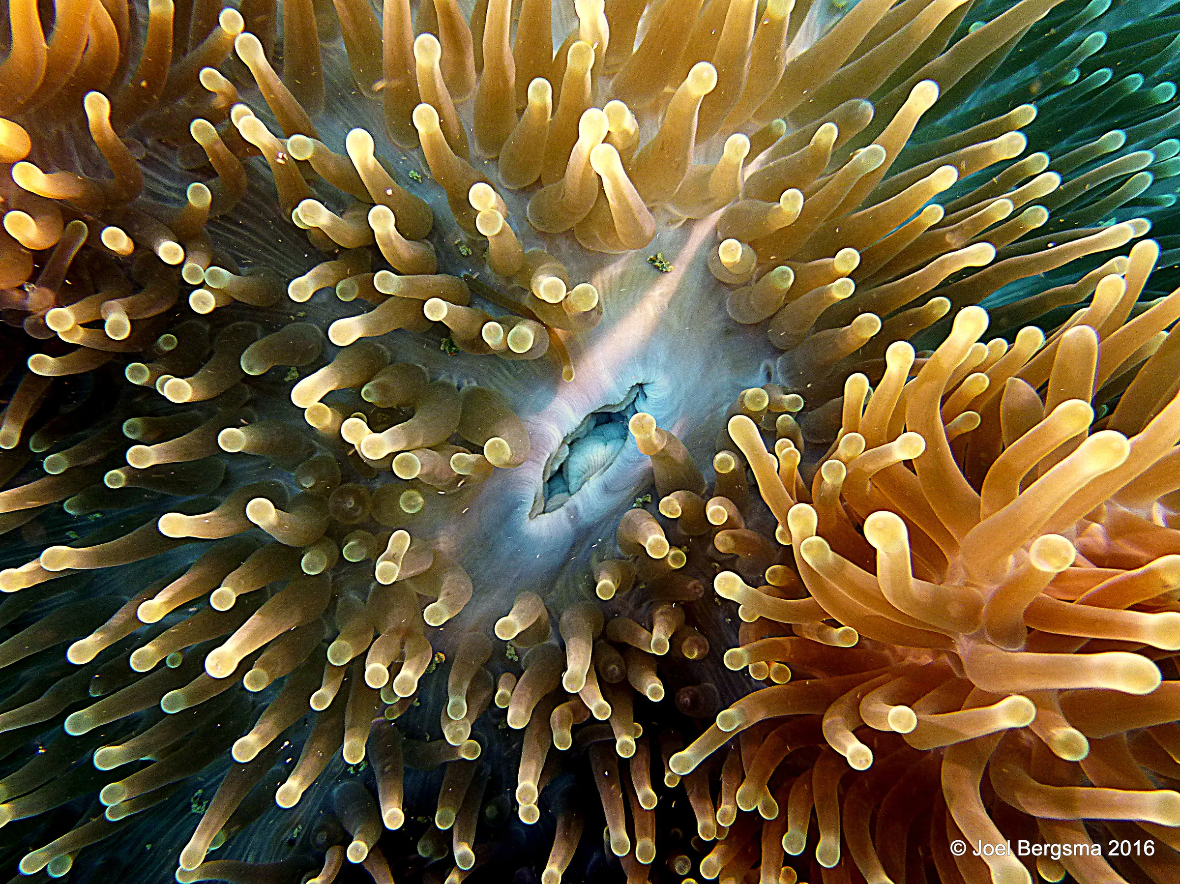 Anemone, Chuuk Lagoon, 2016