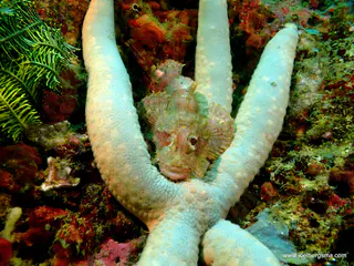 Underwater photograph by Joel Bergsma