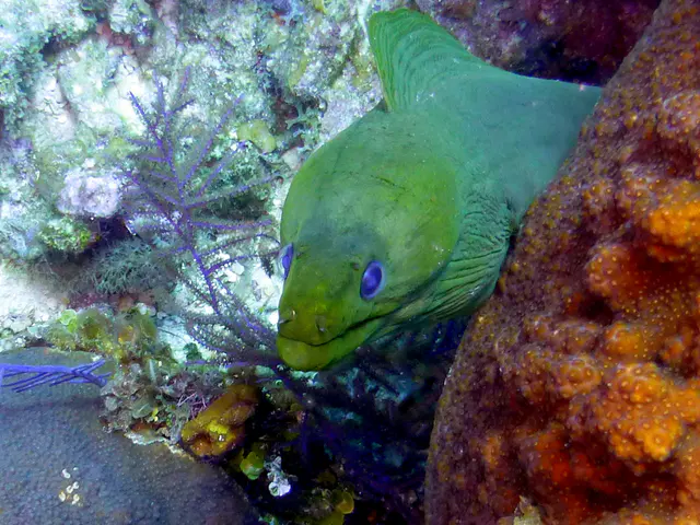 Underwater photograph by Joel Bergsma