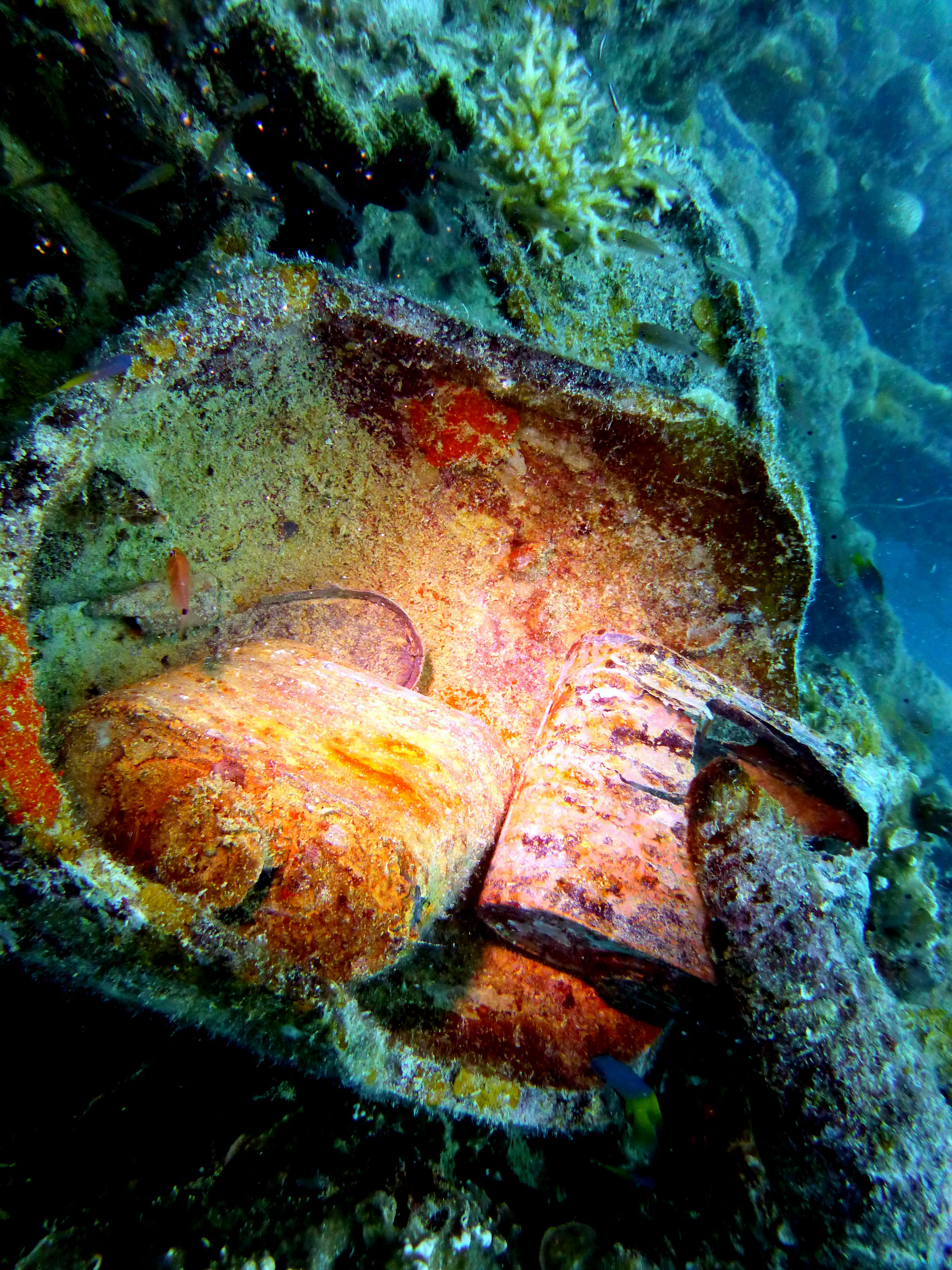 Palau underwater photograph, 2013