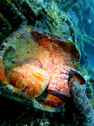 Underwater photograph by Joel Bergsma