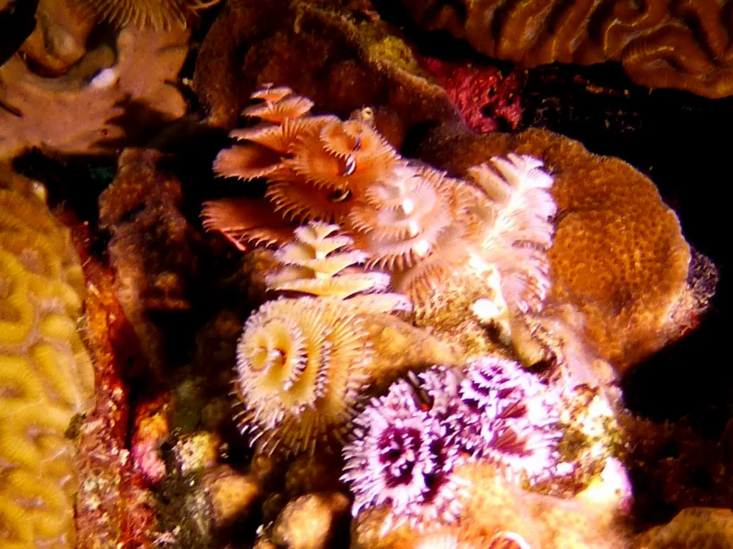 Christmas Tree Worm, Bonaire, 2013