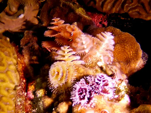 Underwater photograph by Joel Bergsma