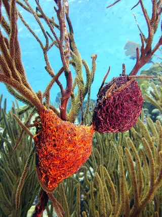 Underwater photograph by Joel Bergsma