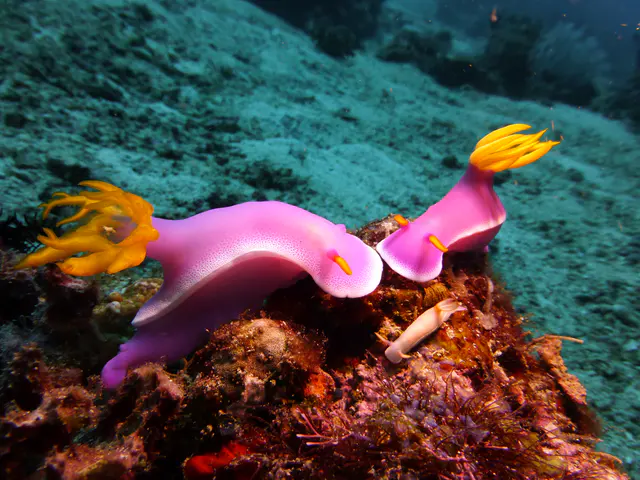 Underwater photograph by Joel Bergsma