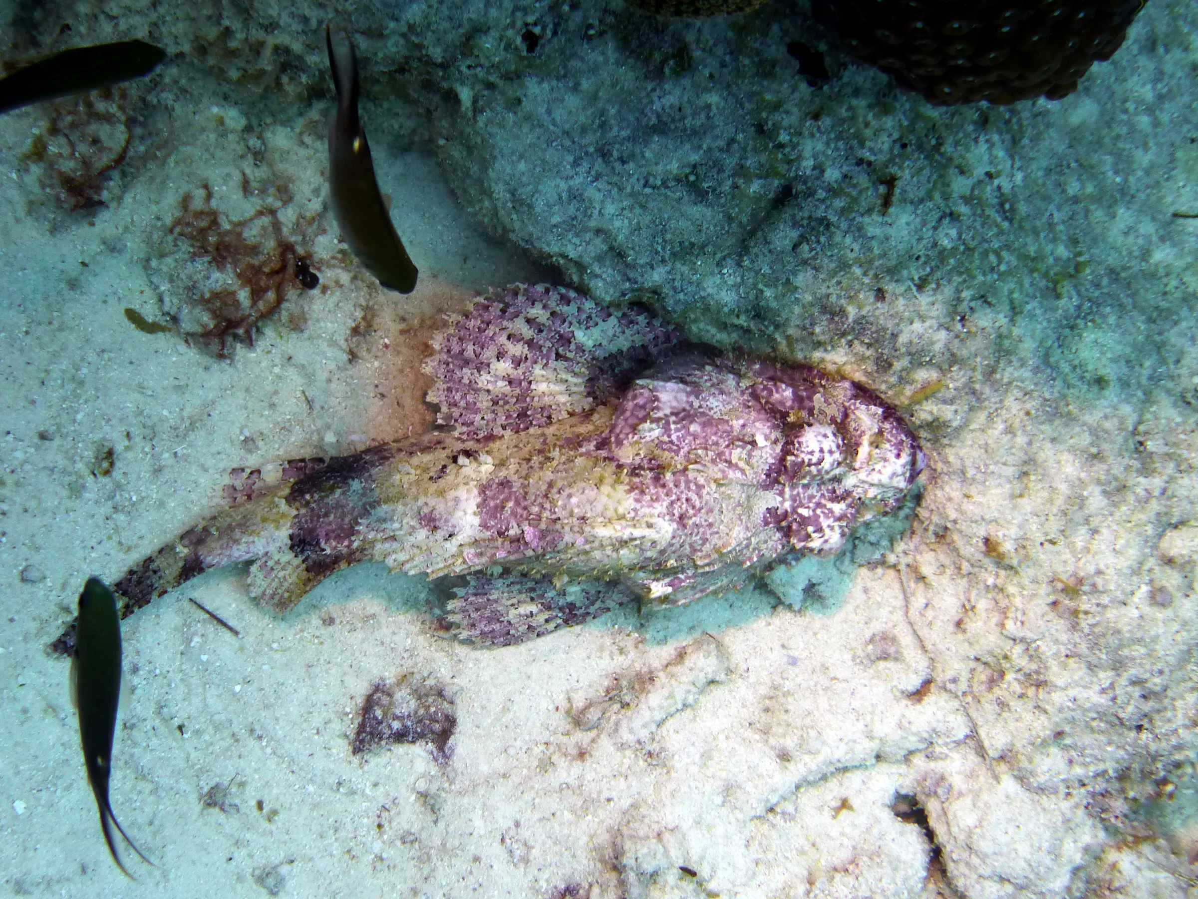 Scorpionfish, Bonaire, 2013