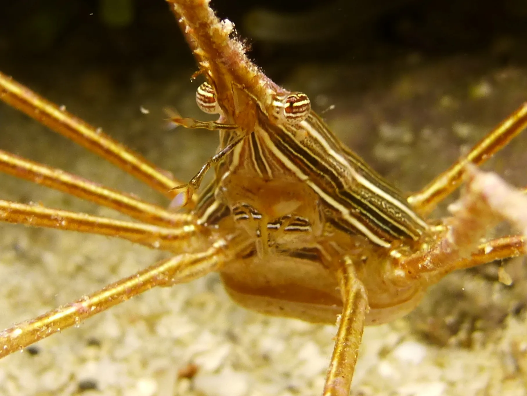 Arrow Crab, Cozumel, 2014