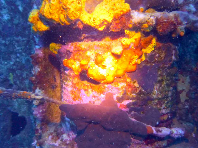 Underwater photograph by Joel Bergsma