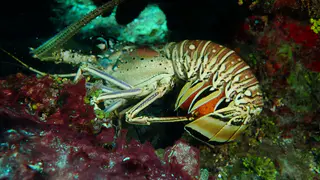 Lobster with eggs