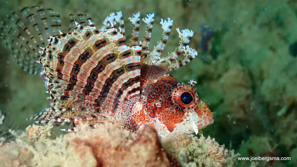 Underwater photograph by Joel Bergsma