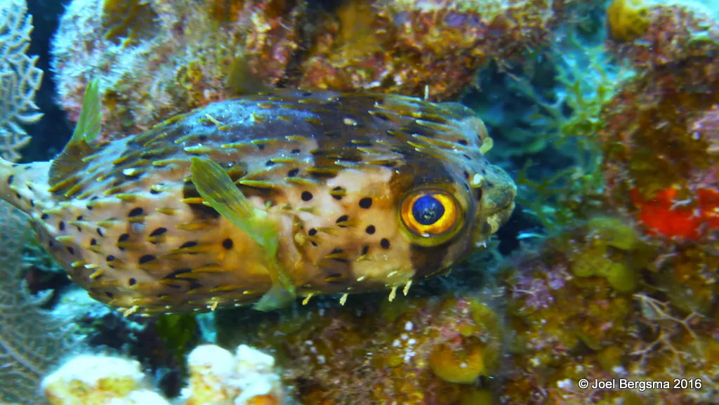 Underwater photograph by Joel Bergsma