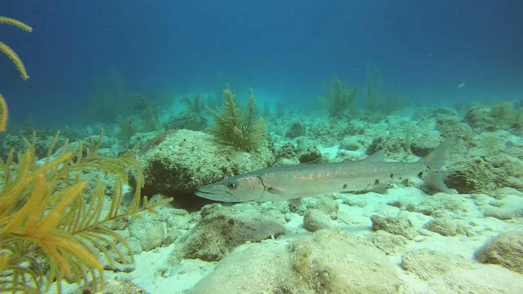Barracuda