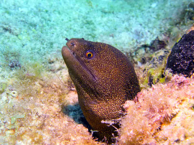 Underwater photograph by Joel Bergsma