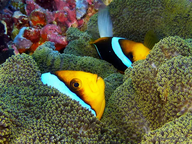 Underwater photograph by Joel Bergsma