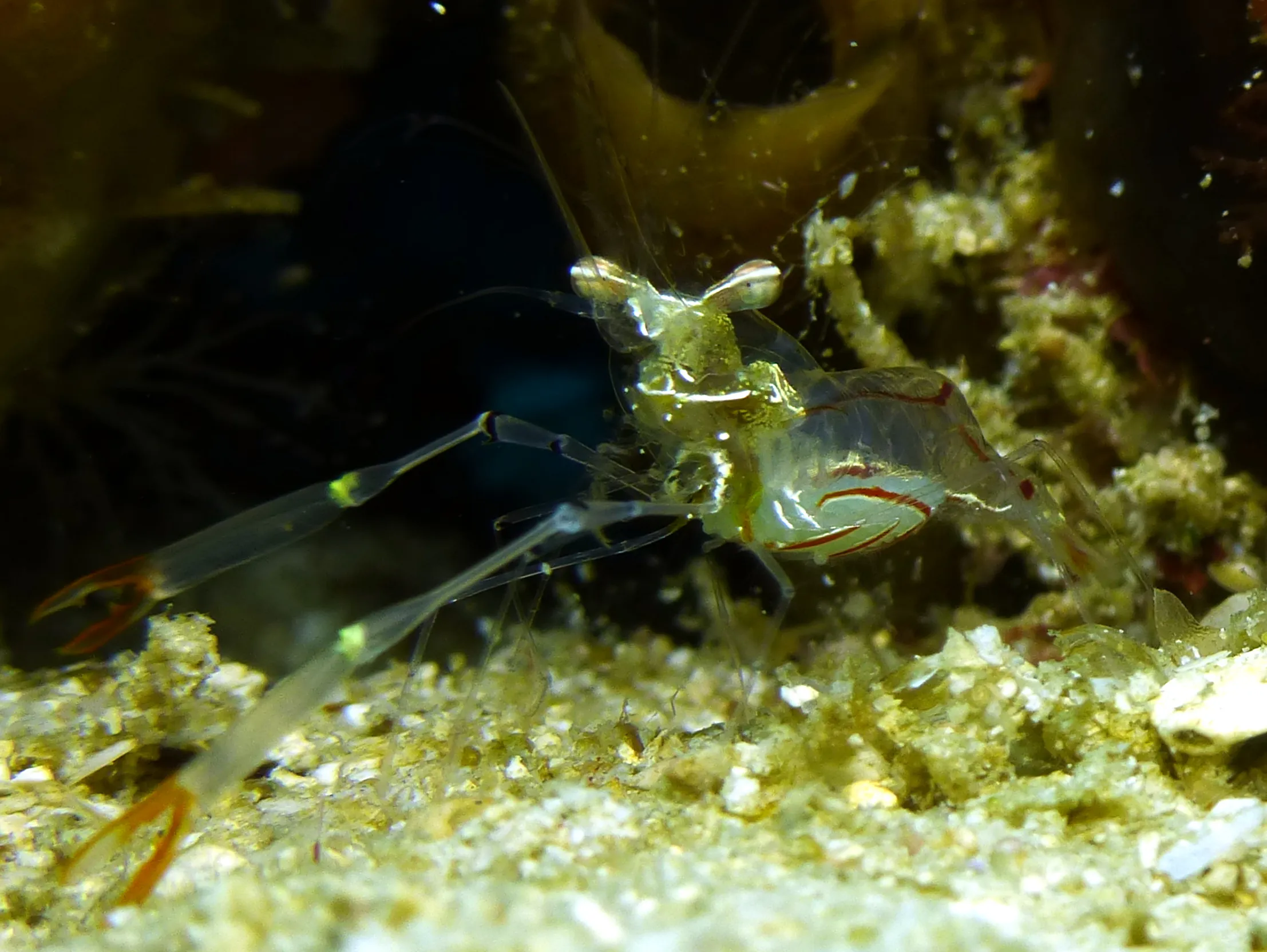 Shrimp, Philippines, 2014