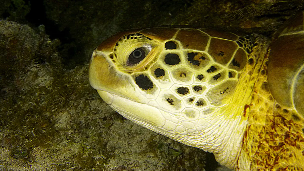 Underwater photograph by Joel Bergsma