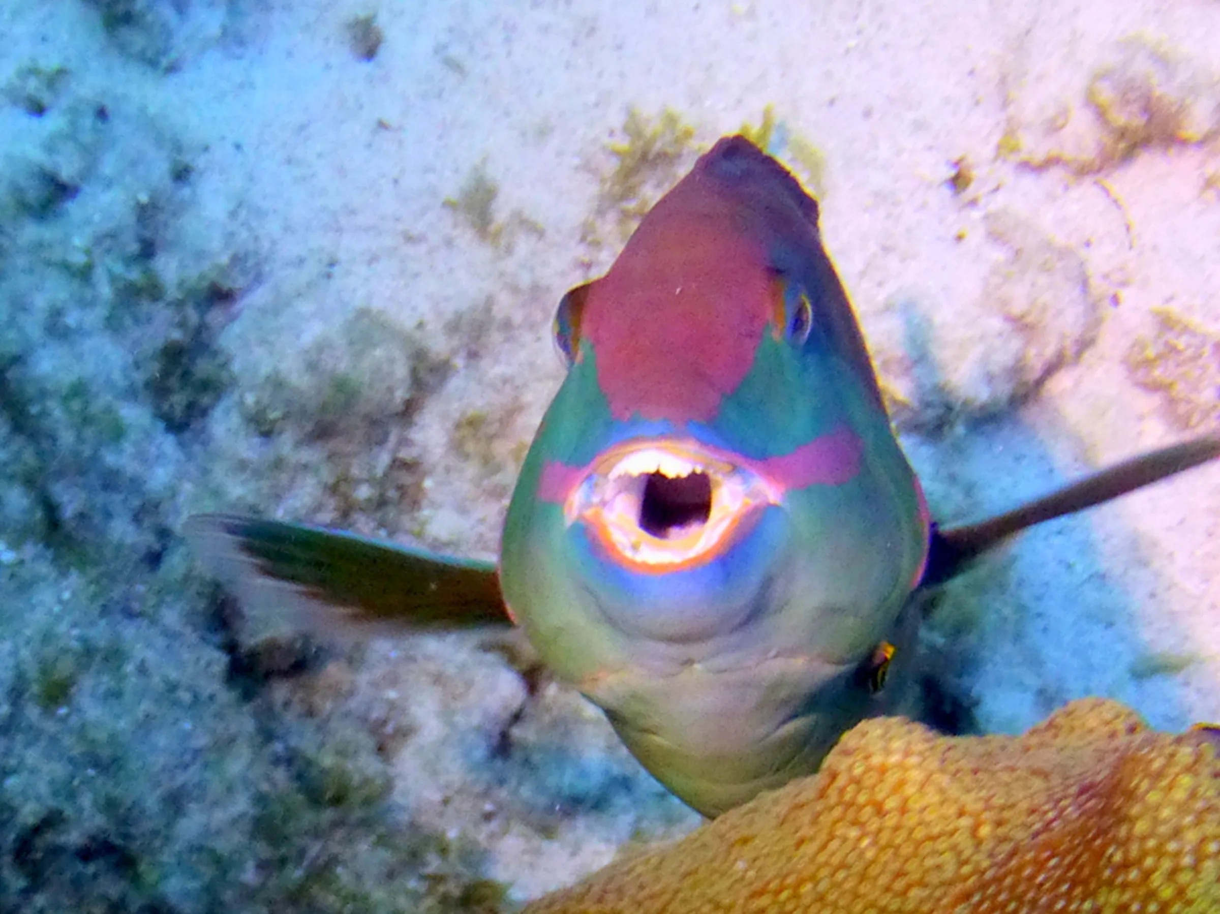 Parrotfish, Bonaire, 2013