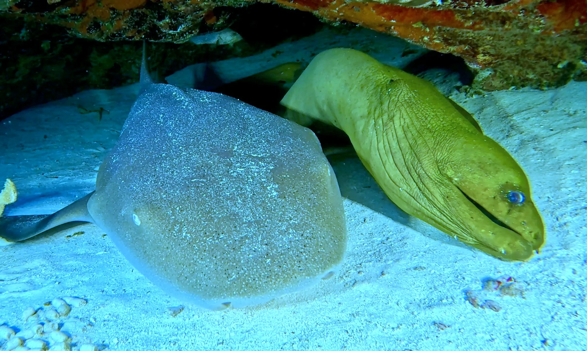 Cozumel underwater photograph, 2025