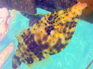 Underwater photograph by Joel Bergsma
