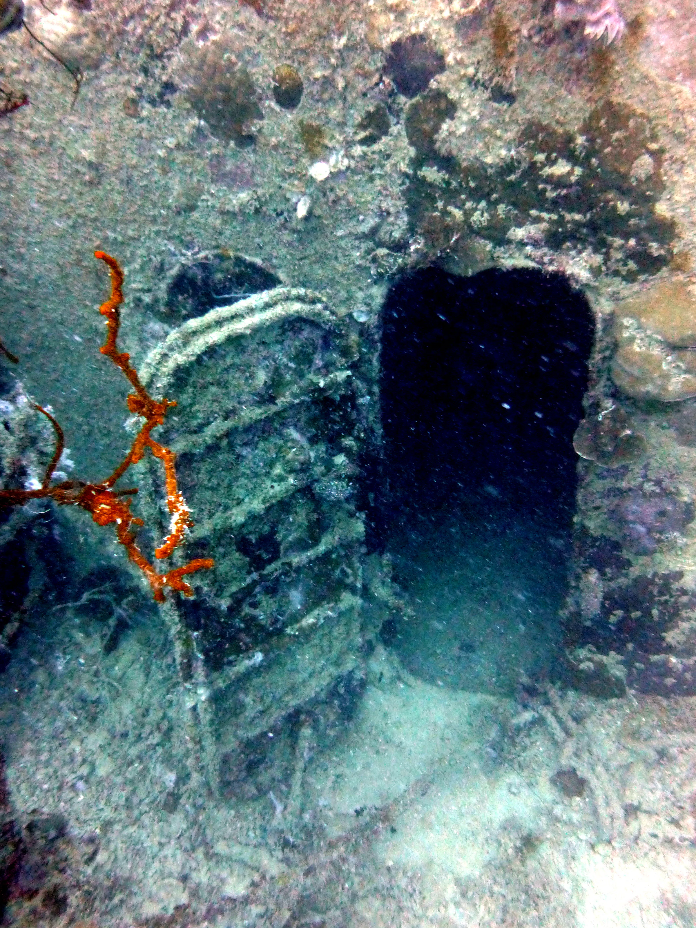 Palau underwater photograph, 2013
