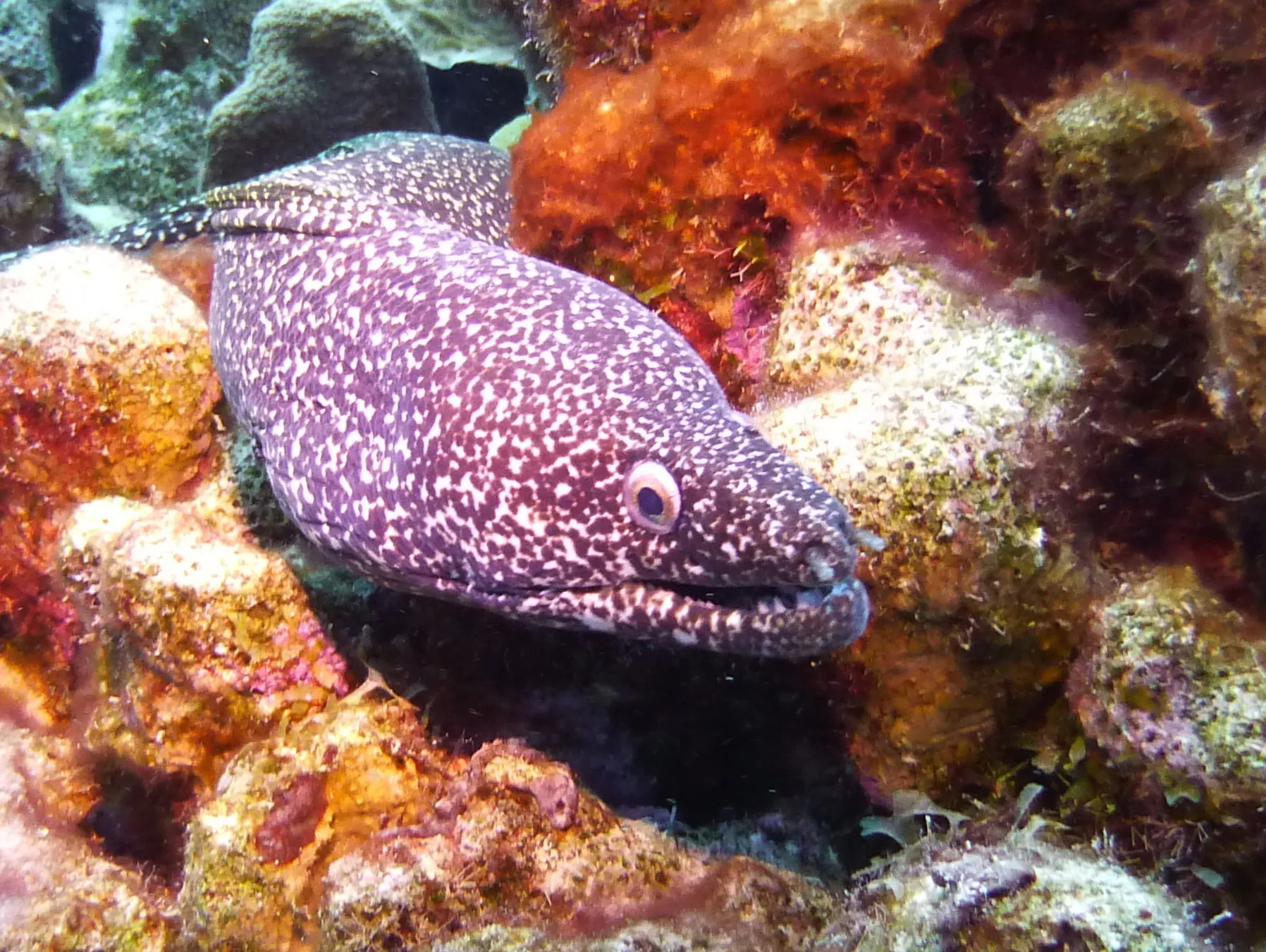 Spotted Moray Eel, Bonaire, 2013