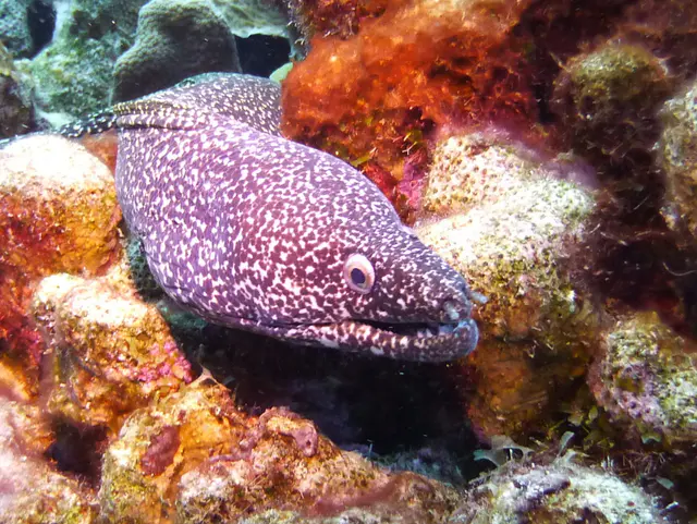 Underwater photograph by Joel Bergsma