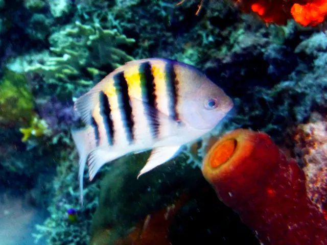 Underwater photograph by Joel Bergsma
