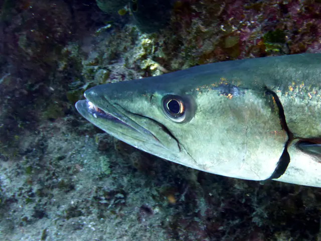 Underwater photograph by Joel Bergsma