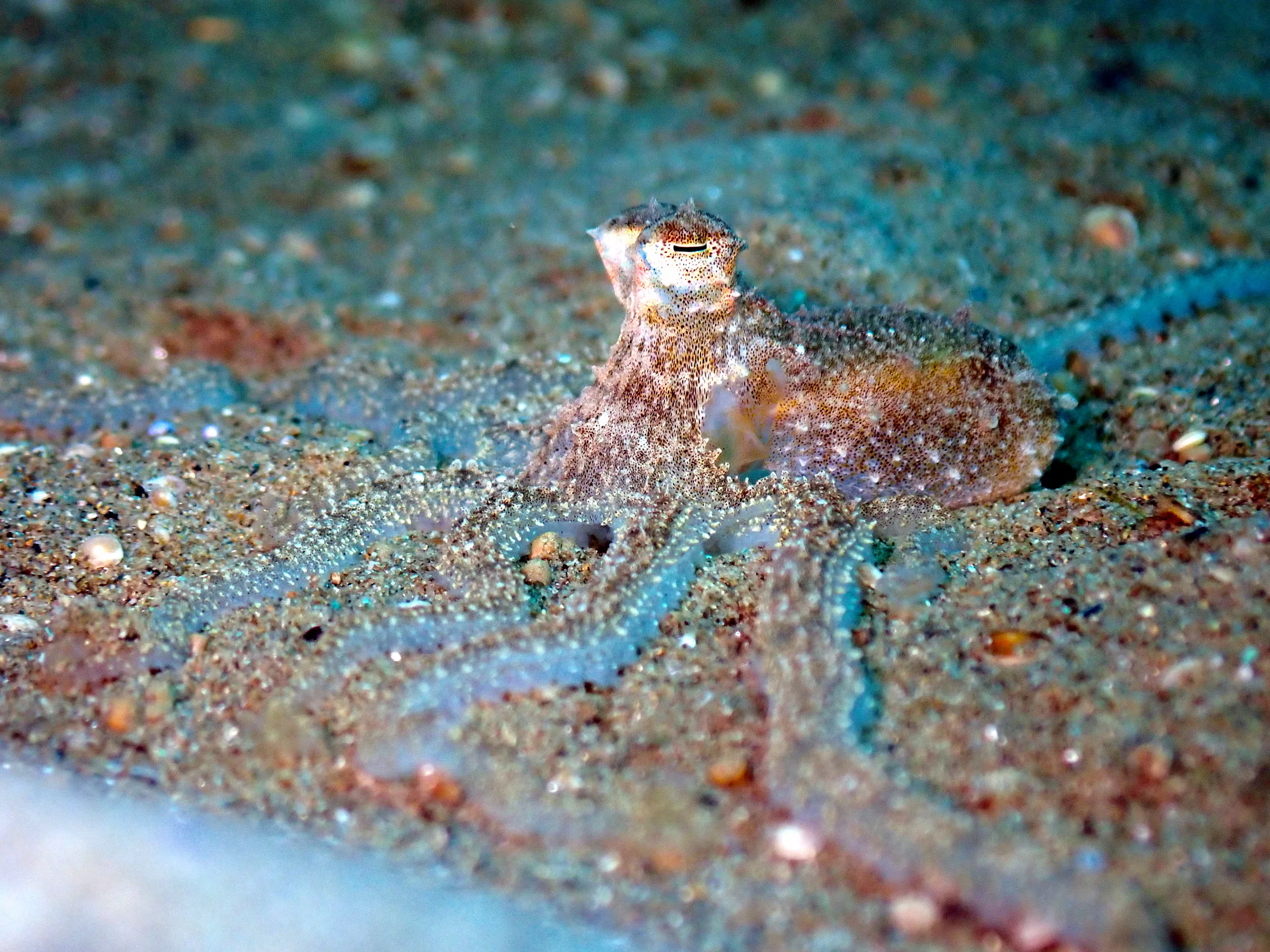 Philippines underwater photograph, 2022