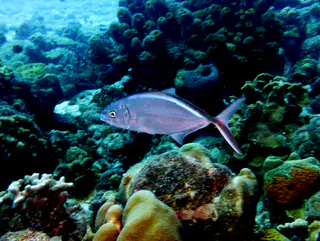 Underwater photograph by Joel Bergsma