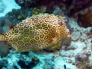 Underwater photograph by Joel Bergsma