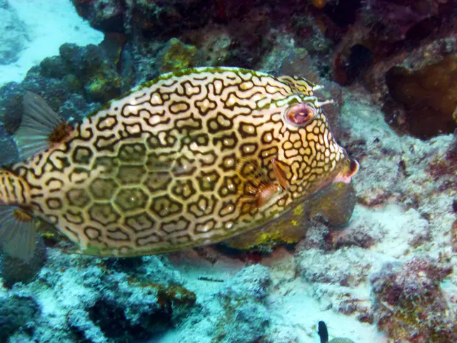 Underwater photograph by Joel Bergsma