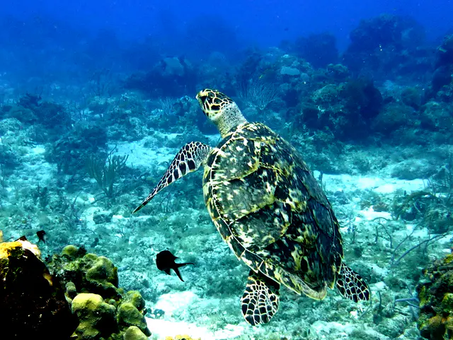 Underwater photograph by Joel Bergsma