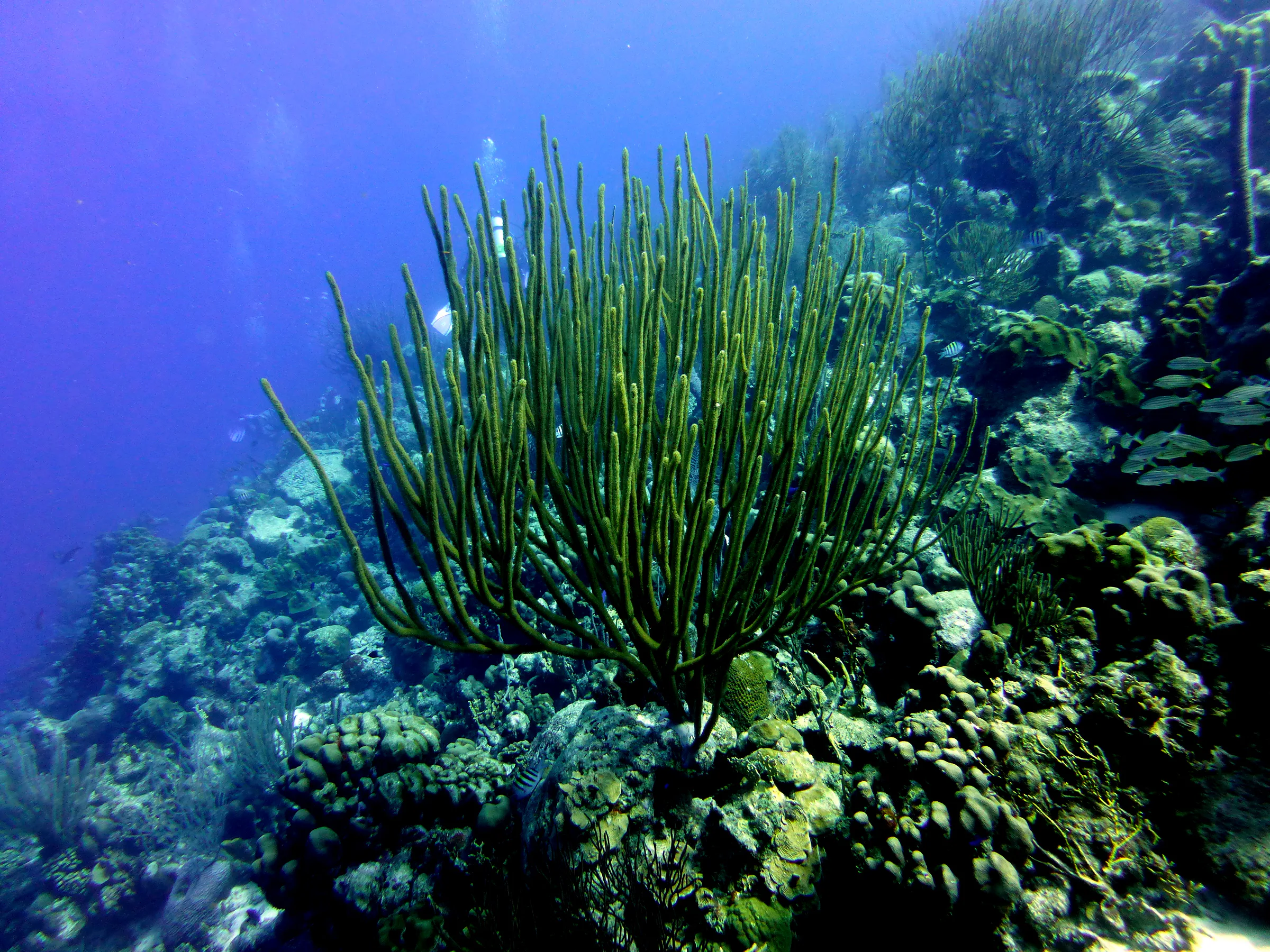 Bonaire underwater photograph, 2013