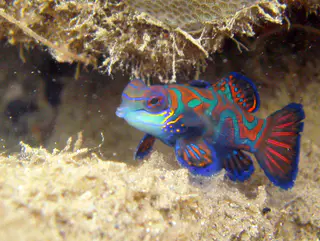 Mandarinfish. See Gerald Allen, et al, Reef Fish Identification - Tropical Pacific (2003) at page 289.