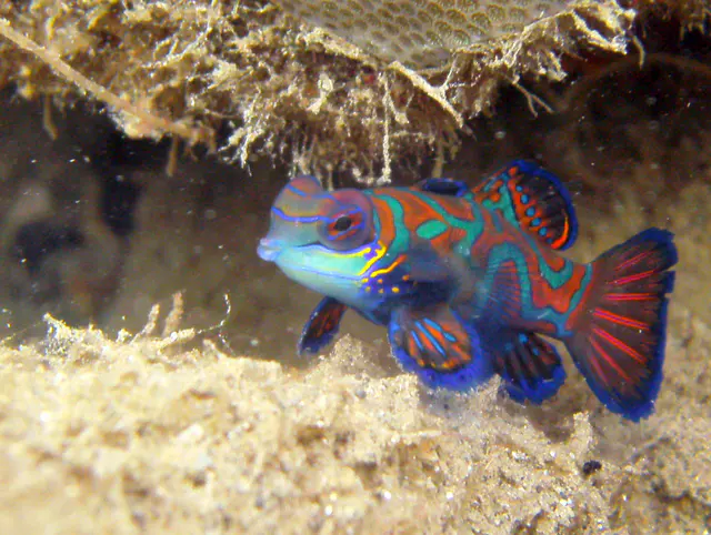 Mandarinfish. See Gerald Allen, et al, Reef Fish Identification - Tropical Pacific (2003) at page 289.
