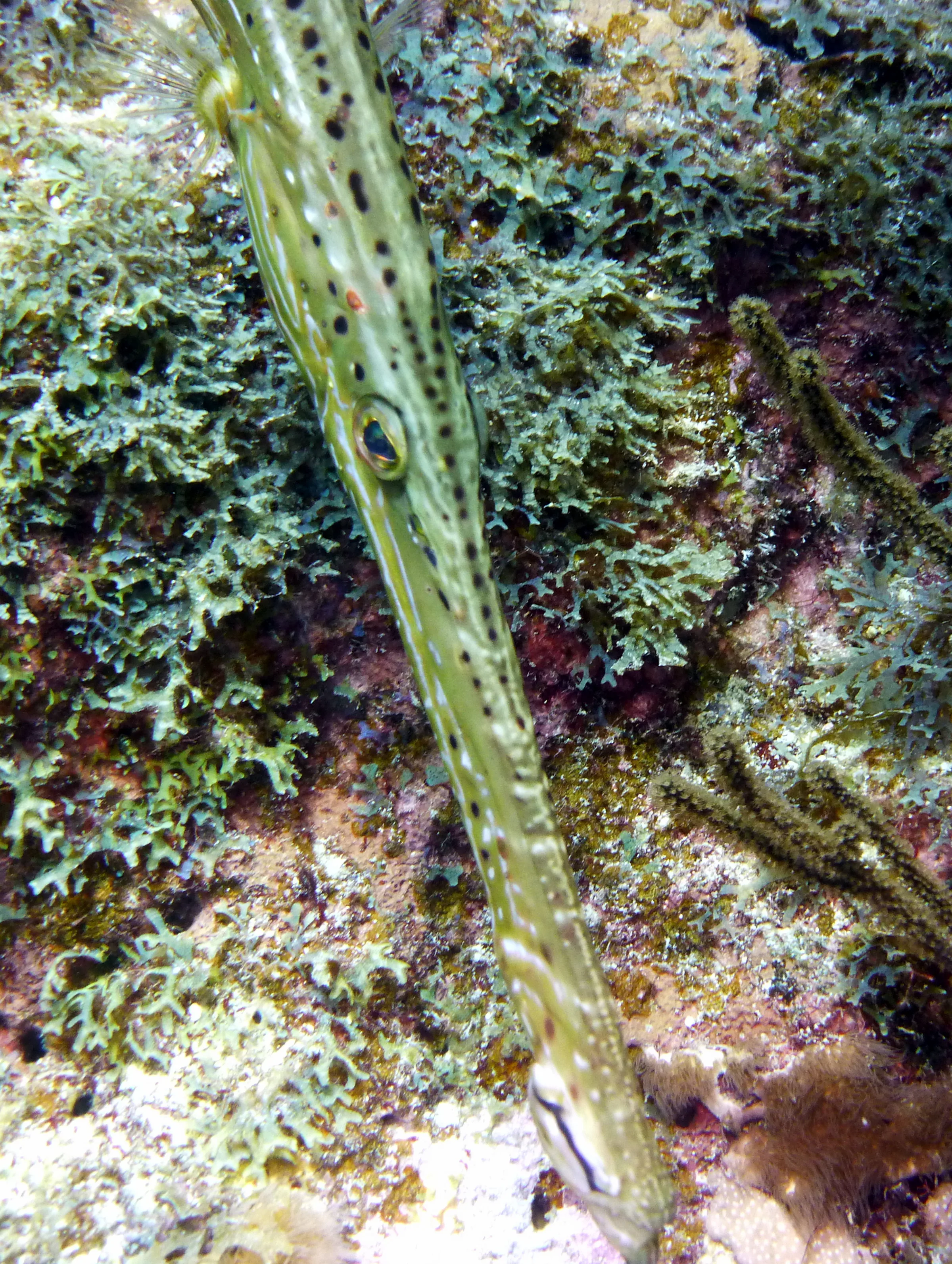 Trumpetfish, Bonaire, 2013