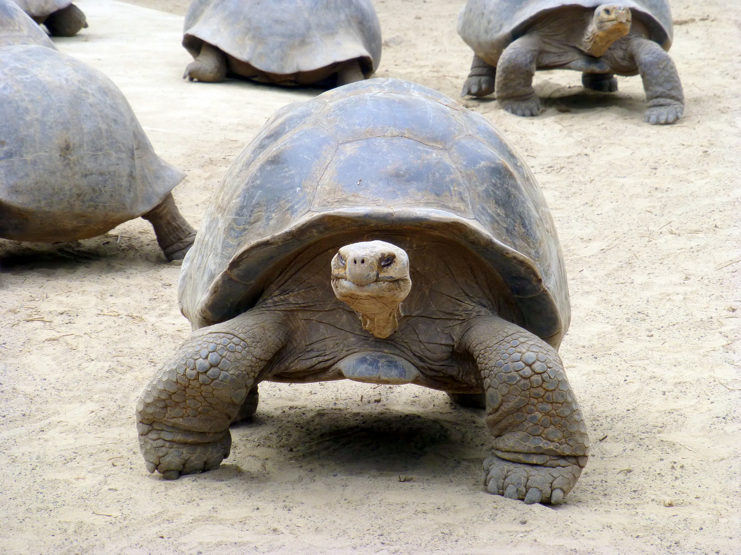 Giant Tortoise