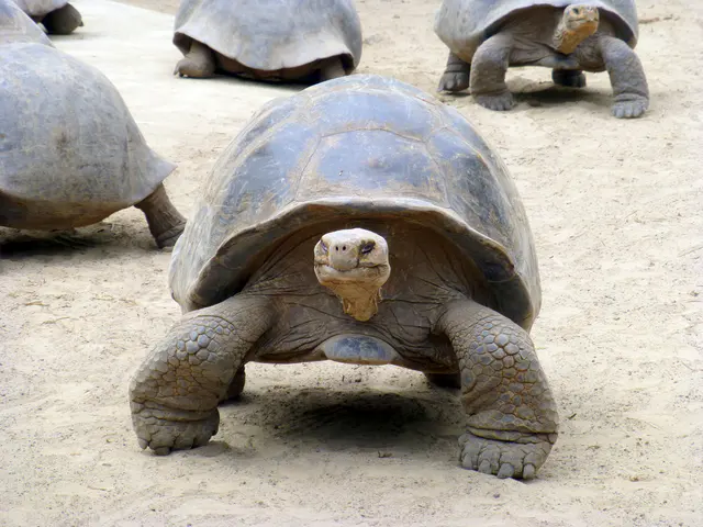 Giant Tortoise