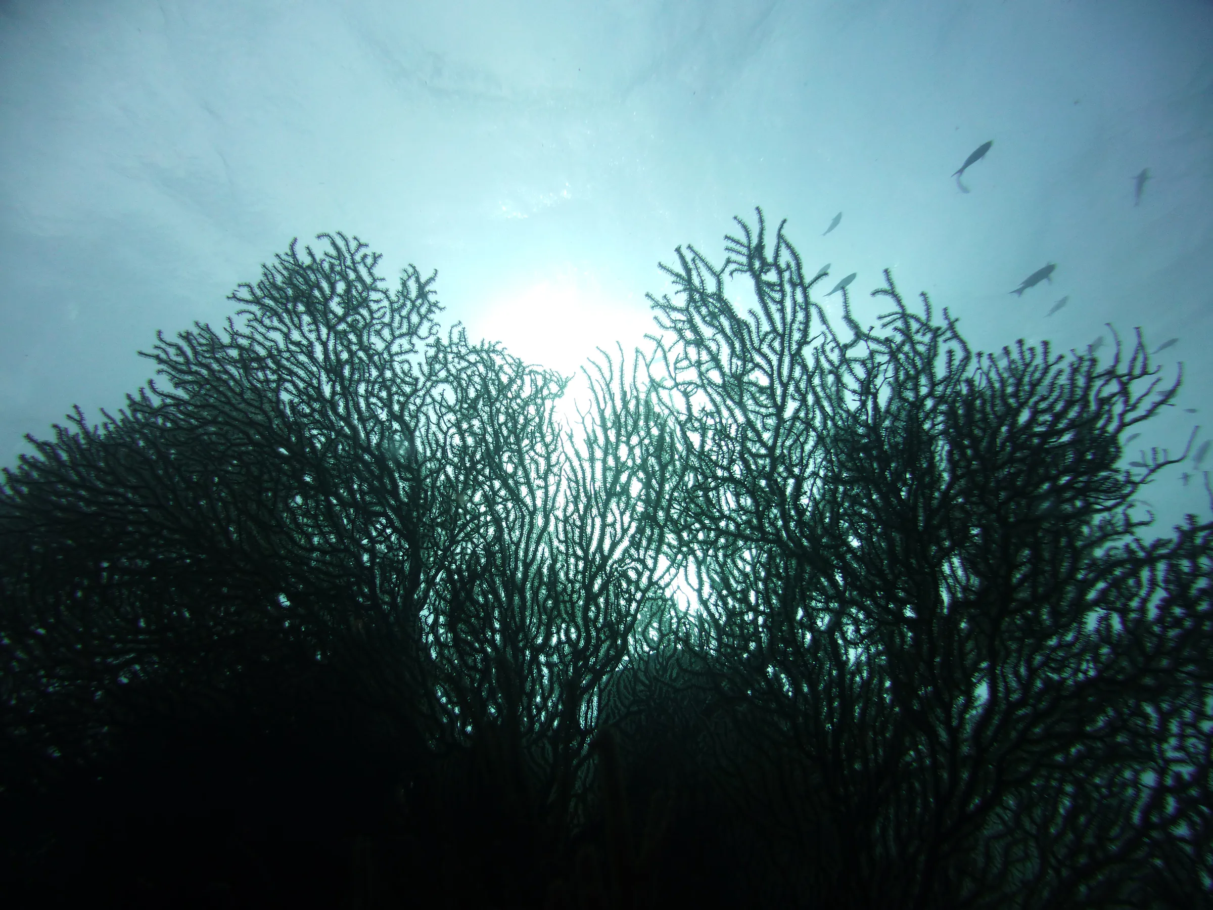 Belize underwater photograph, 2017